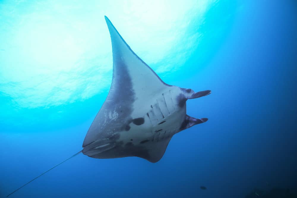 Hanifaru Bay Manta